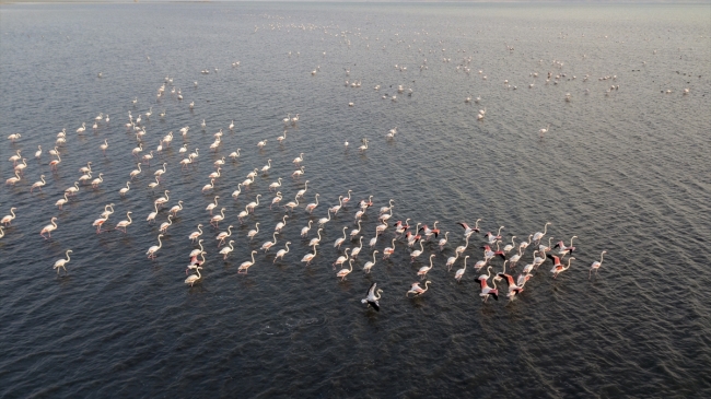 Van Gölü flamingolara ev sahipliği yapıyor